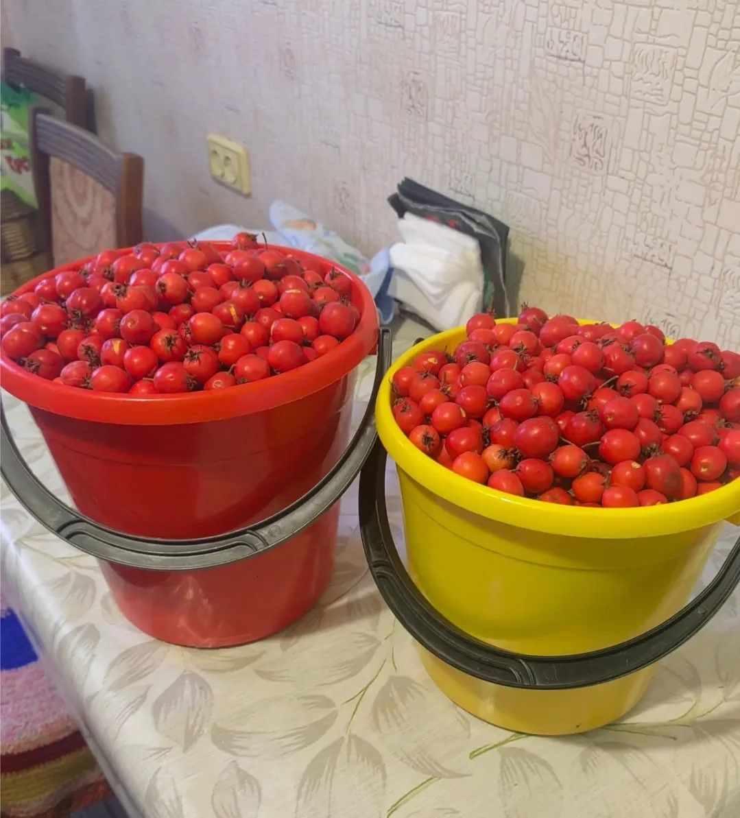 шесть заготовок из боярышника